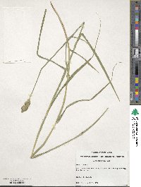 Carex tribuloides image