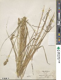 Carex tribuloides image