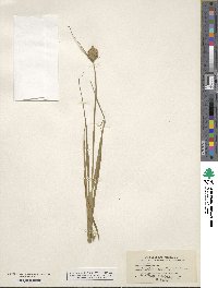 Carex tribuloides image