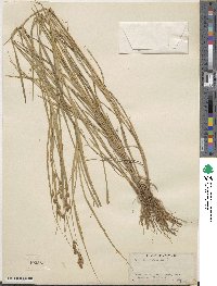 Carex tribuloides image