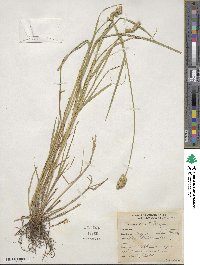 Carex tribuloides image