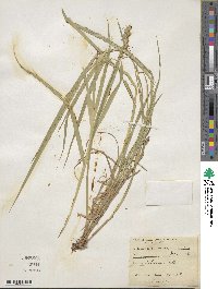 Carex tribuloides image