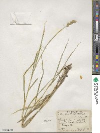 Carex tribuloides image