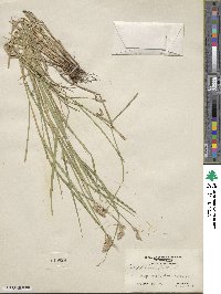 Carex tribuloides image