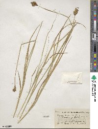 Carex tribuloides image