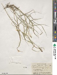 Carex tribuloides image