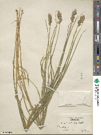 Carex tribuloides image