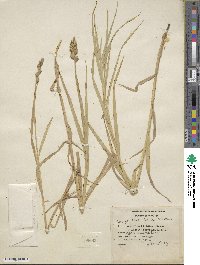 Carex tribuloides image