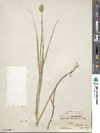 Carex tribuloides image