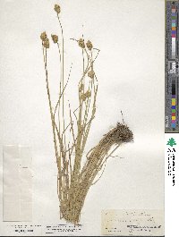 Carex tribuloides image