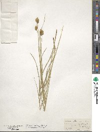 Carex tribuloides image