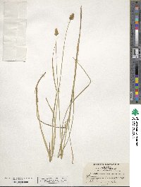 Carex tribuloides image