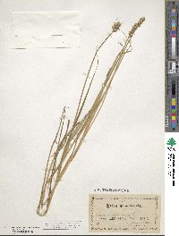 Carex tribuloides image