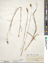 Carex tribuloides image