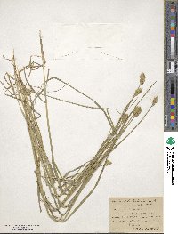 Carex tribuloides image