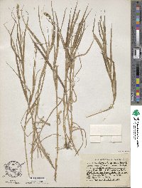 Carex tribuloides image