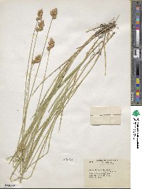 Carex tribuloides image