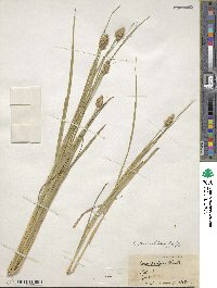 Carex tribuloides image