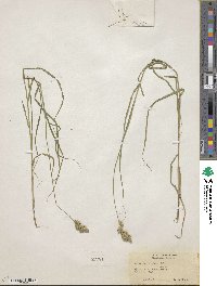 Carex tribuloides image