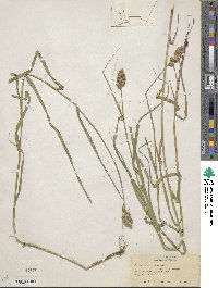 Carex tribuloides image