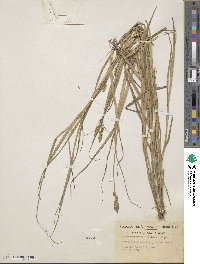 Carex tribuloides image