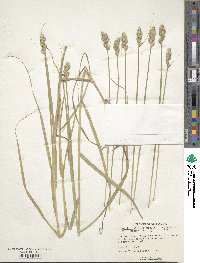 Carex tribuloides image