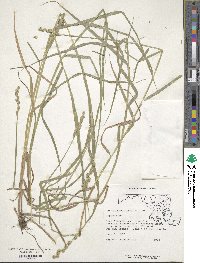 Carex tribuloides image