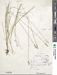 Carex tribuloides image