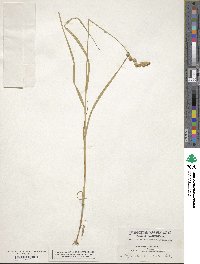 Carex tribuloides image