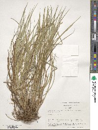 Carex tribuloides image