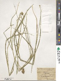 Carex tribuloides image