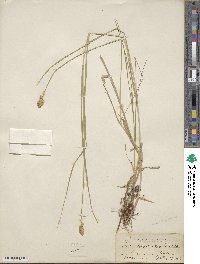 Carex tribuloides image