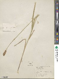 Carex tribuloides image