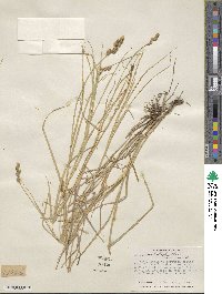 Carex tribuloides image