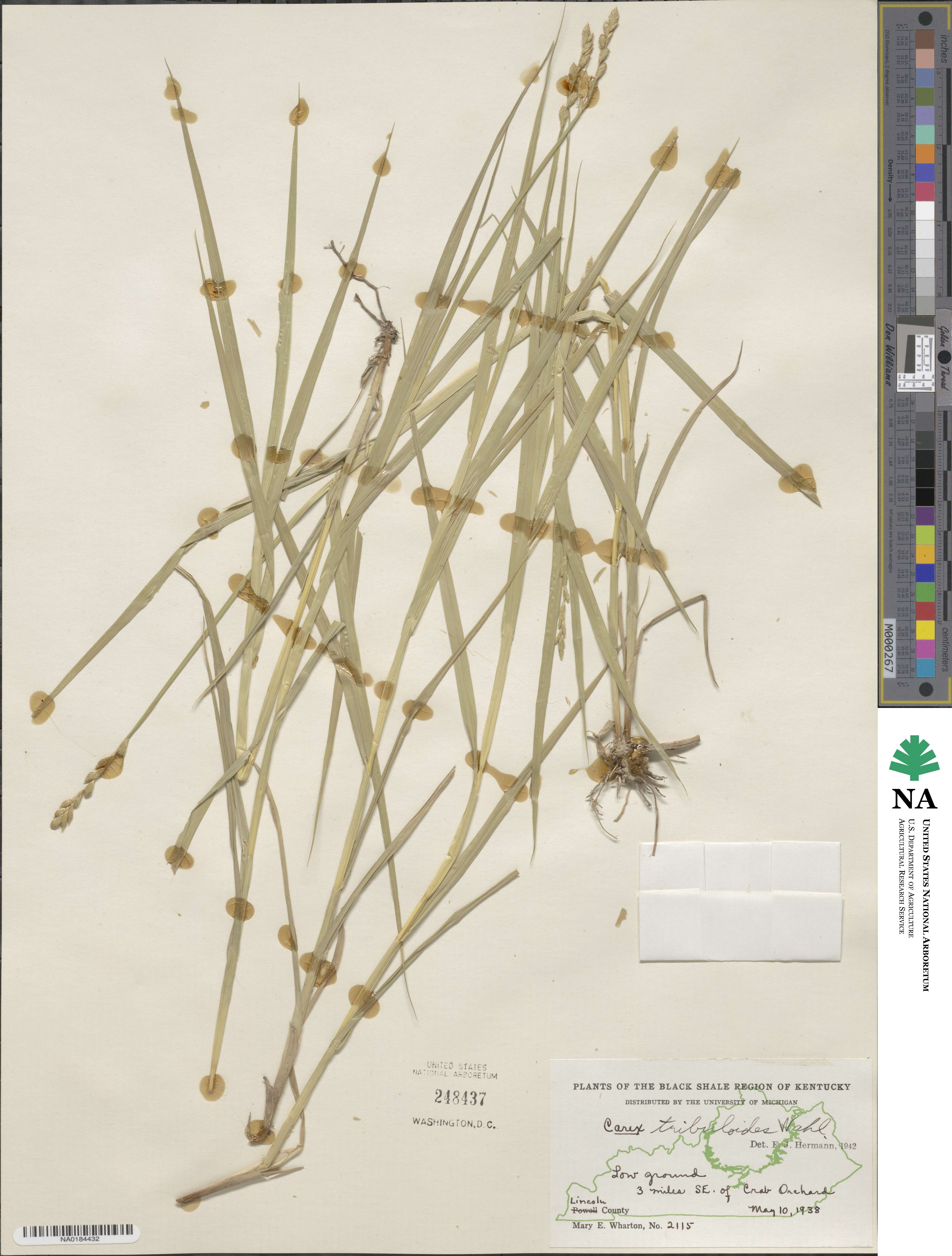 Carex tribuloides image