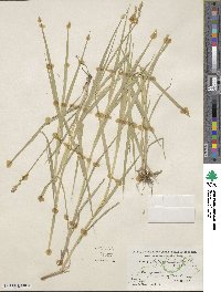 Carex tribuloides image