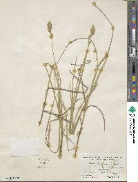 Carex tribuloides image