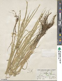 Carex tribuloides image