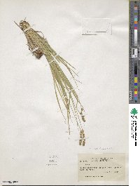 Carex tribuloides image