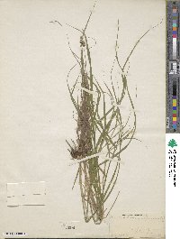 Carex scoparia image