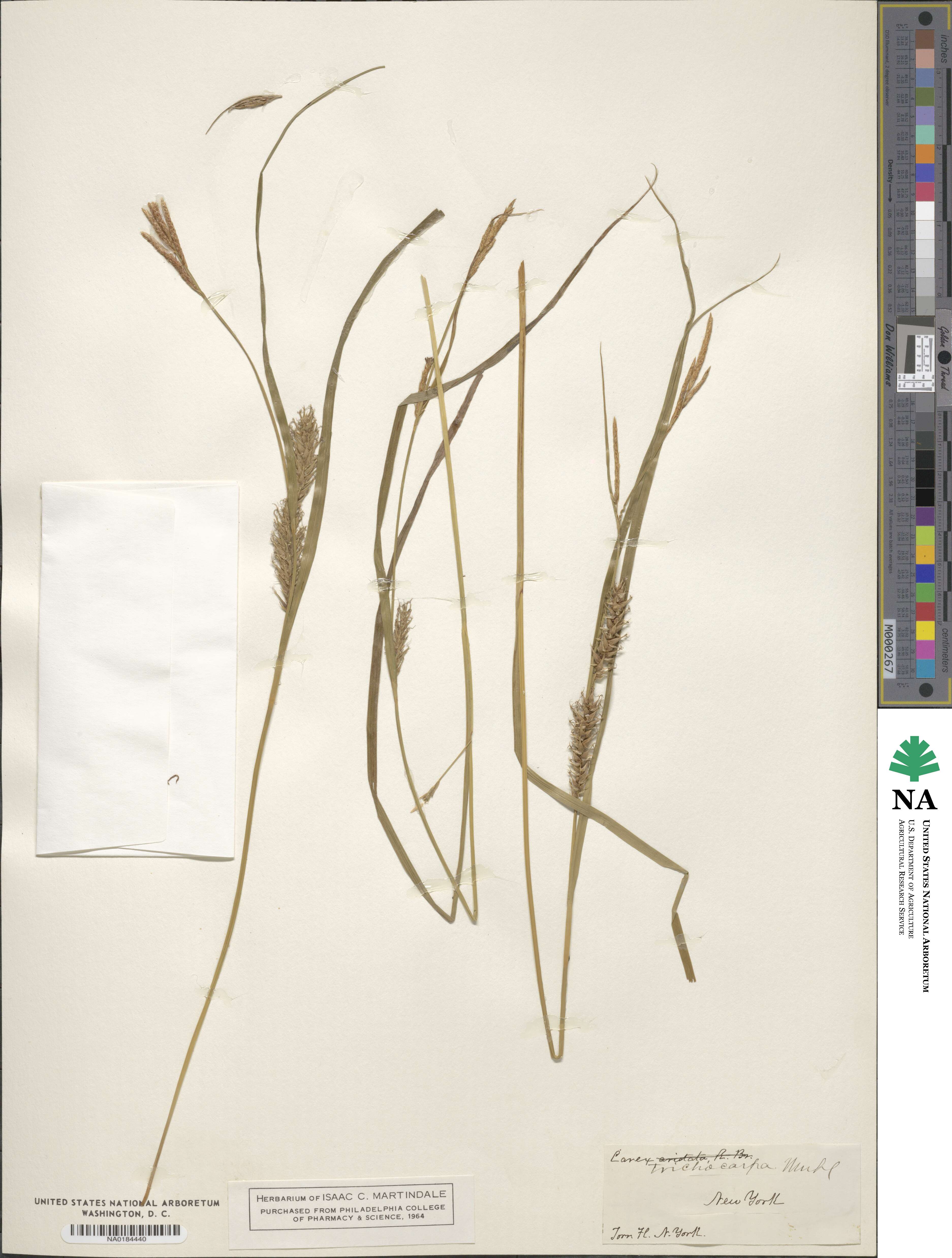 Carex trichocarpa image