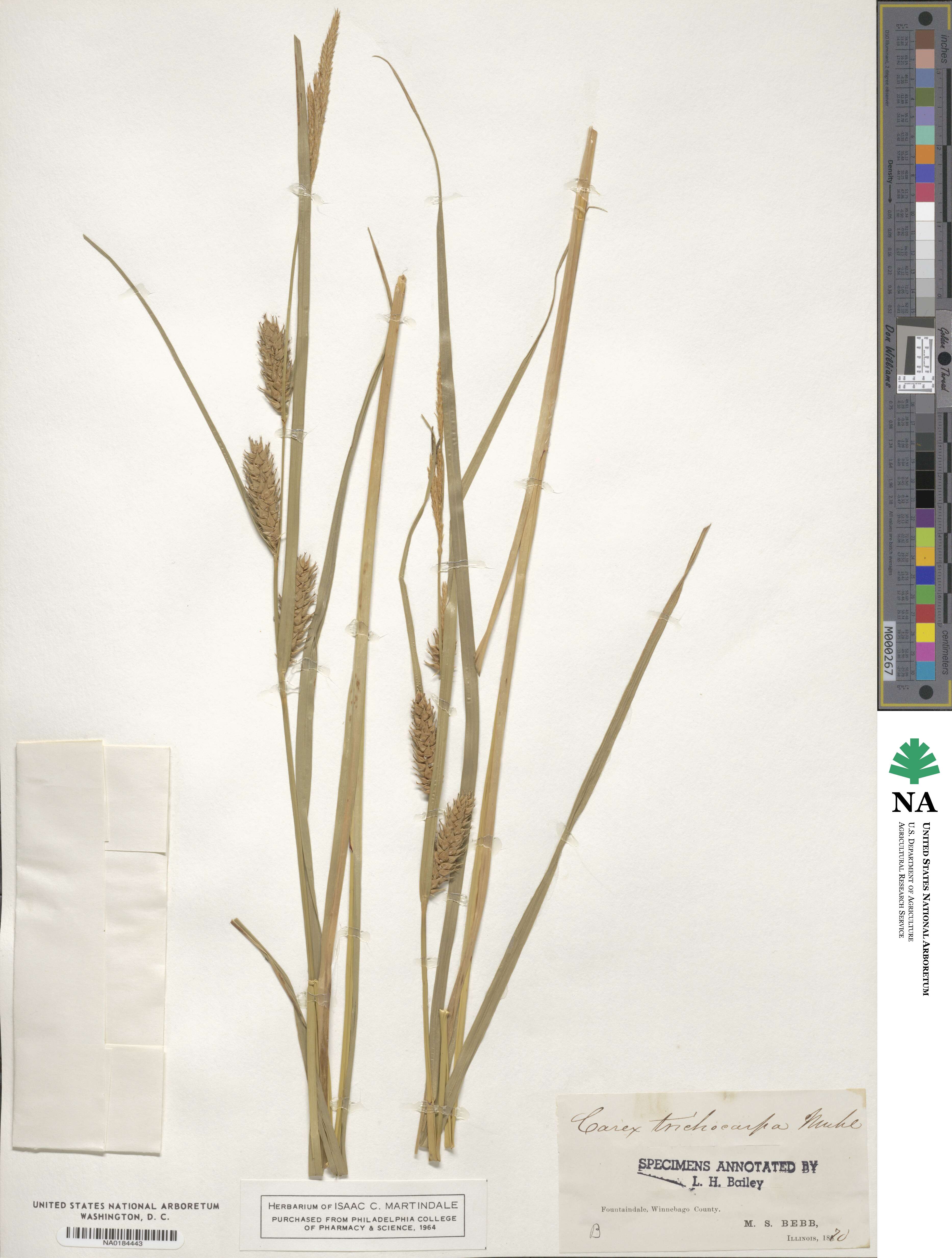 Carex trichocarpa image