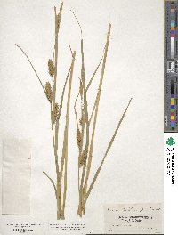 Carex trichocarpa image