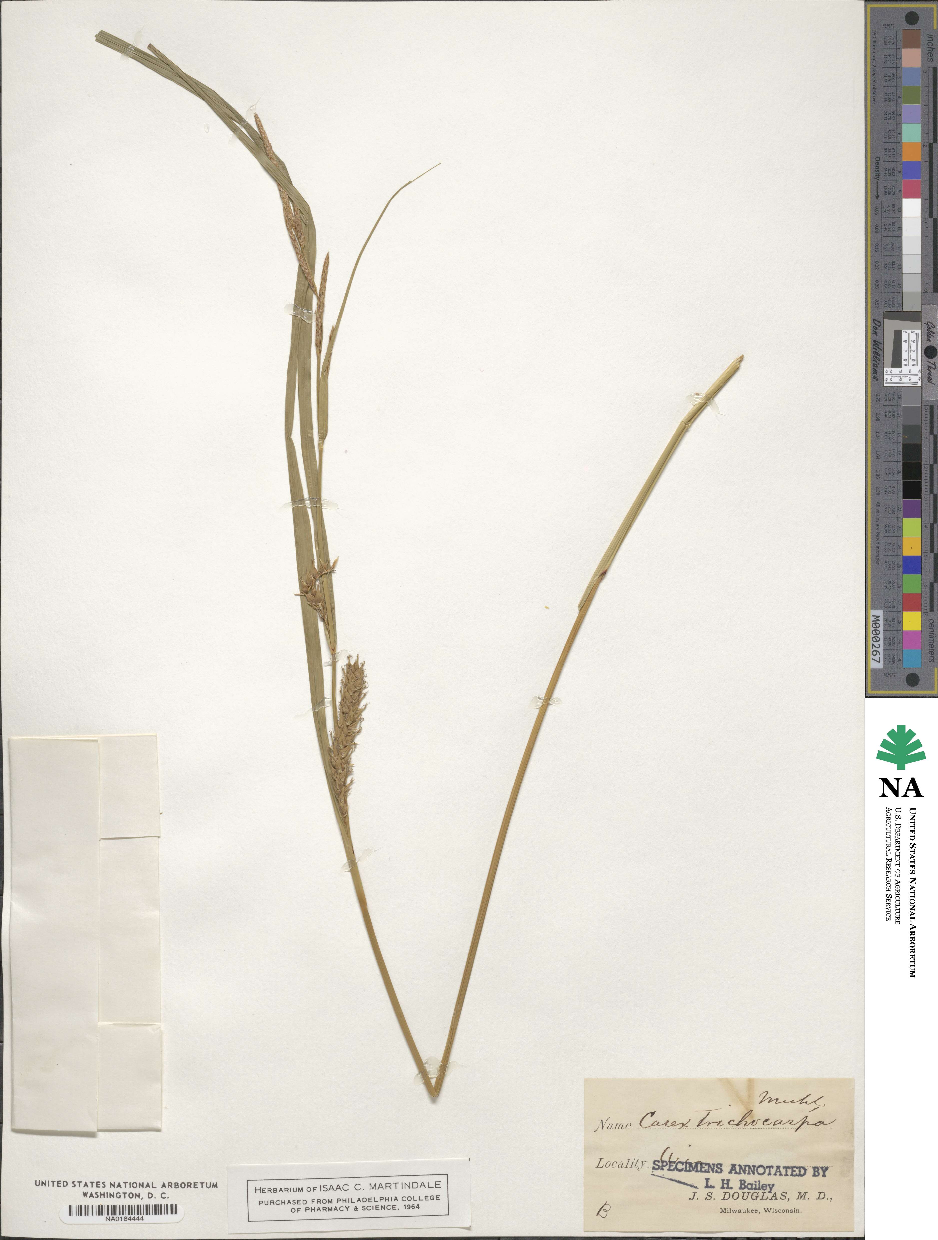 Carex trichocarpa image