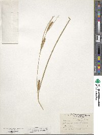 Carex trichocarpa image