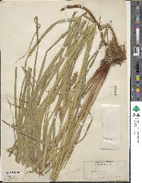 Carex trichocarpa image