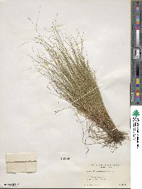 Carex trisperma image