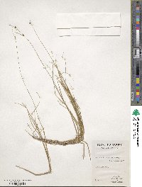 Carex trisperma image