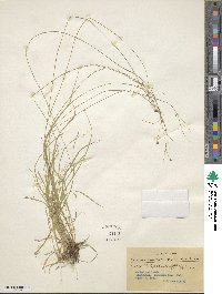 Carex trisperma image