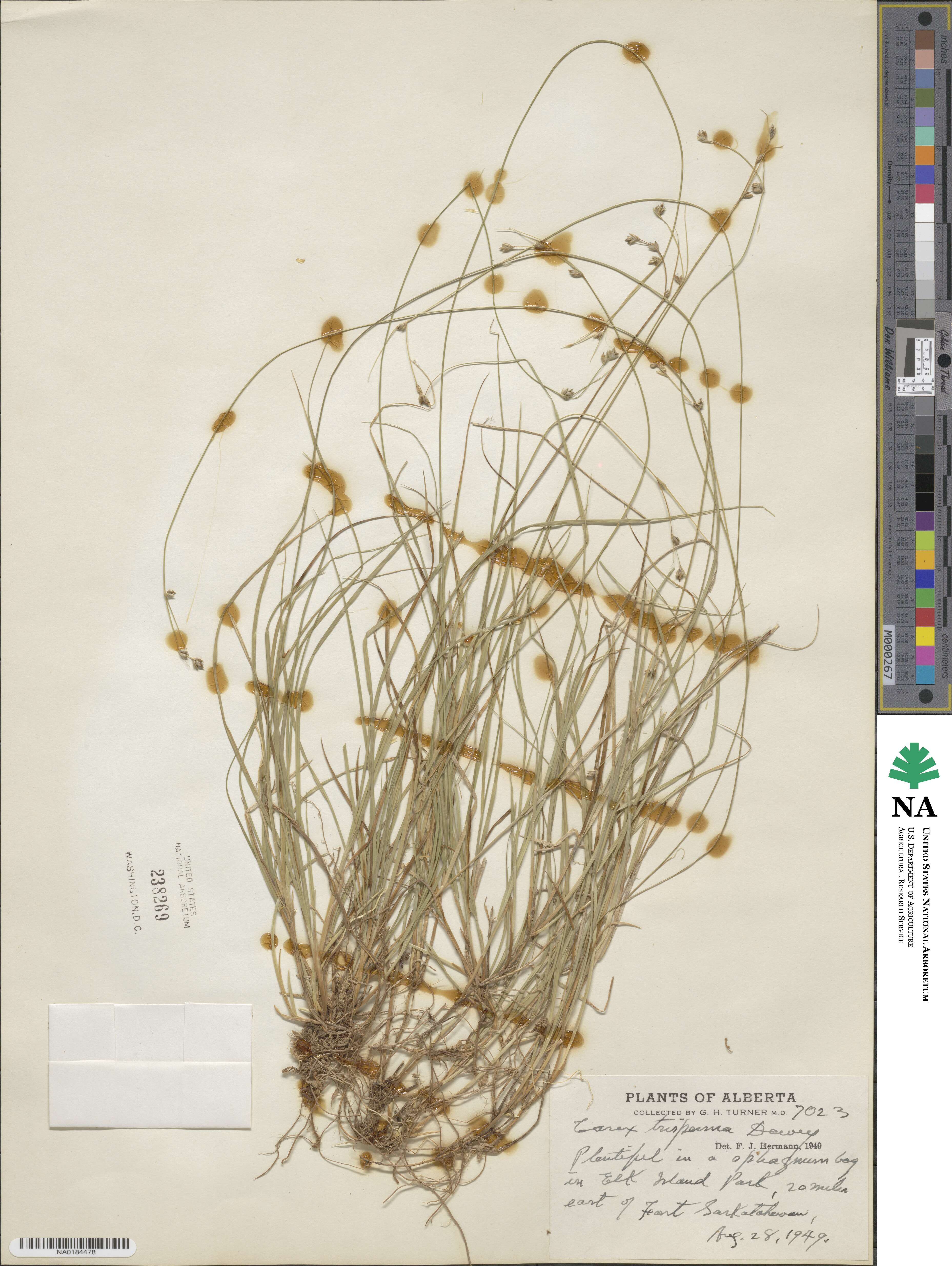 Carex trisperma image